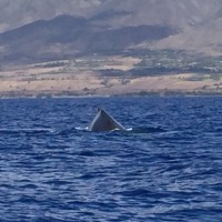Whale Watch 1