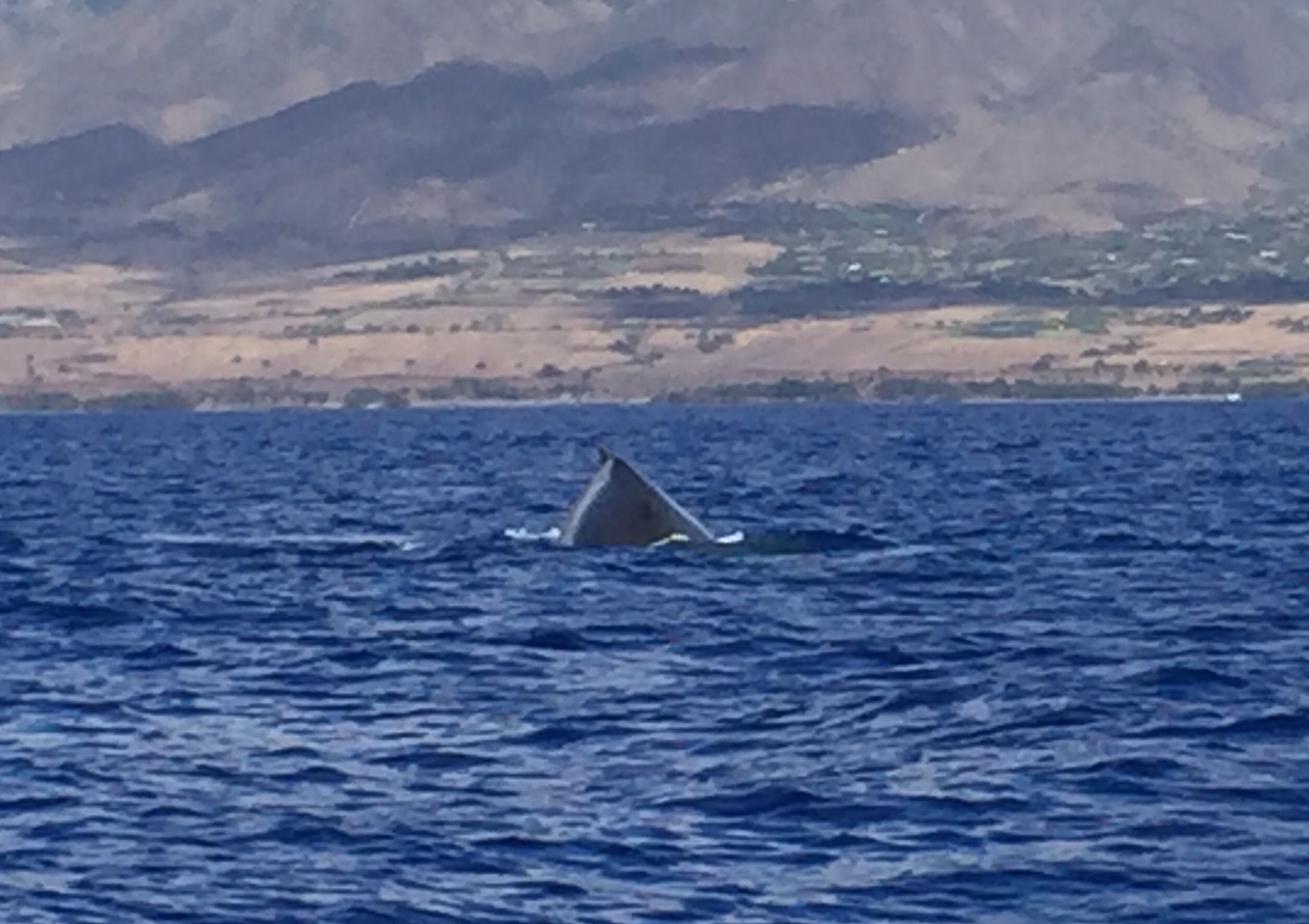 Tracking Endangered Humpback Whales in Hawaii